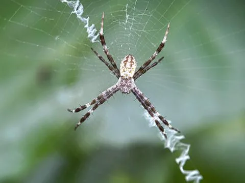 Close up of spider in the web Stock Photos