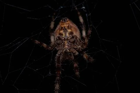 Close-up of a spider on a web Stock Photos