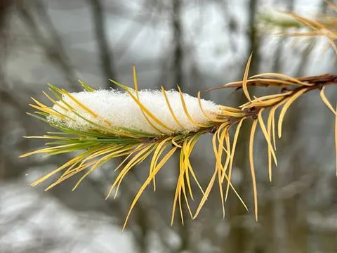 Close-up of a spider web on a pine branch in winter Stock Photos