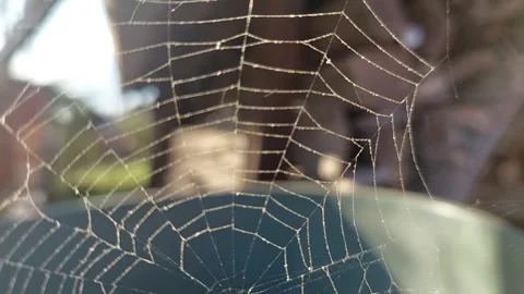 Close-up of Spider Web in Rural Environment, Morning Light Sunlight Stock Footage 333642522