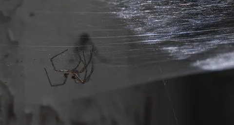 Close up of a spider on a web, showcasing the intricate pattern of nature Foto stock