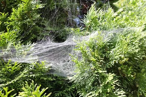 Close-up of a spider web with spider mite specimens on the branches of a 写真素材
