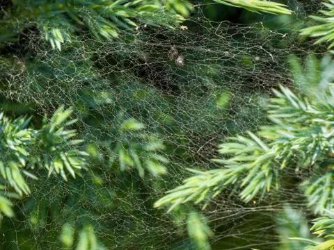 Close-up of spider web spread on small green leafs Stock Photos