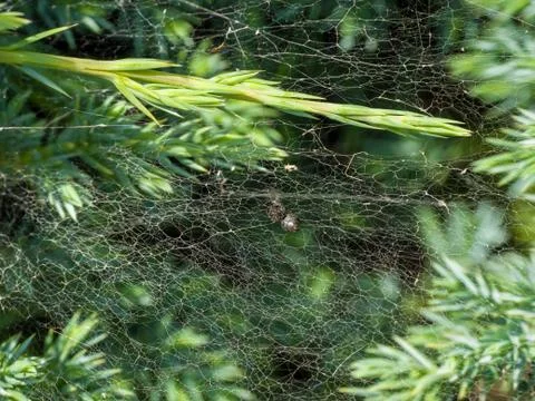 Close-up of spider web spread on small green leafs Stock Photos