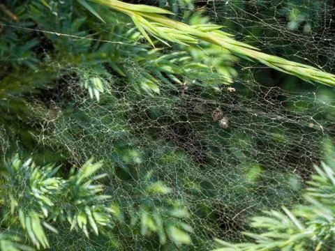 Close-up of spider web spread on small green leafs Stock Photos