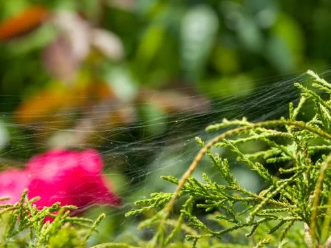 Close-up of spider web spread on small green leafs Stock Photos