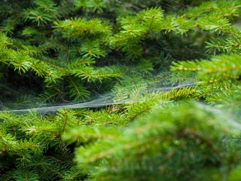 Close-up of spider web spread on small green leafs Stock Photos