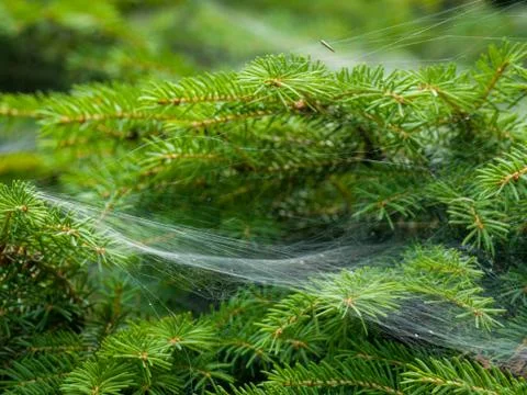 Close-up of spider web spread on small green leafs Stock Photos