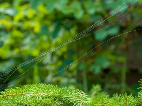 Close-up of spider web spread on small green leafs Stock Photos
