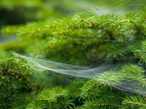 Close-up of spider web spread on small green leafs Stock Photos