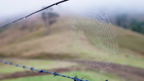 Close-up of a spider web stretched across a barbed wire fence in rural Stock Footage 344164240