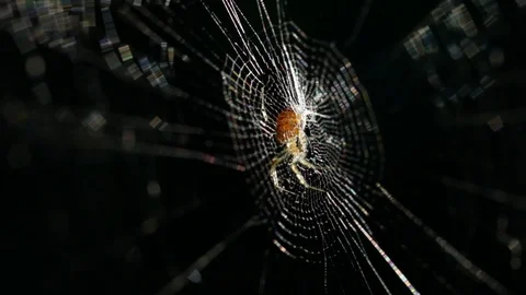 Close up of Spider On Web In Sunset Sunshine Video stock 116735993