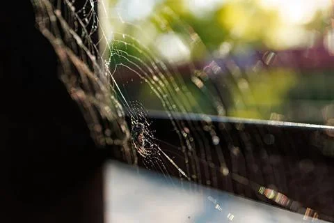 Close-up of a spider web on a tree branch in sunlight Stock Photos