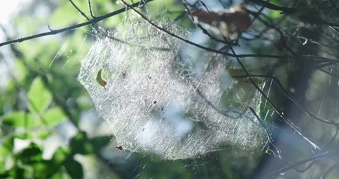 Close up spider web on tree. Stock-Footage 156416504