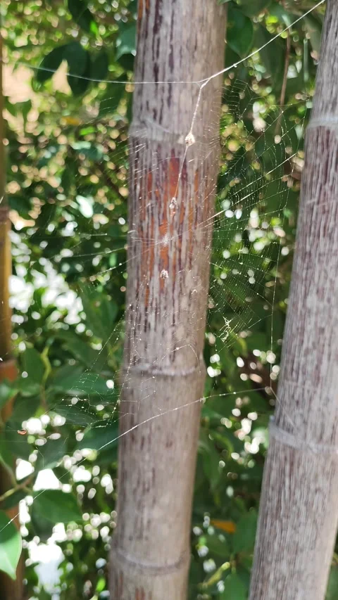 Close up of spider web on tree trunk in sunlight 库存影片 346284773