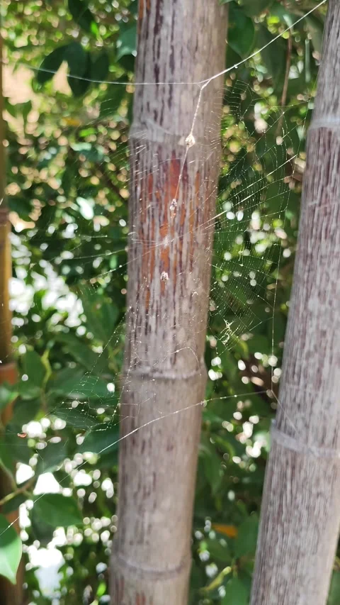 Close up of spider web on tree trunks in nature 库存影片 346284823