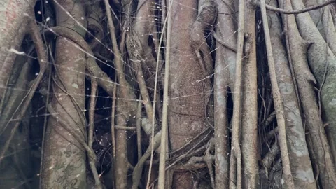 Close Up Spider Web on Tropical Banyan Tree Trunk in Jungle Forest Stock Footage 343697471