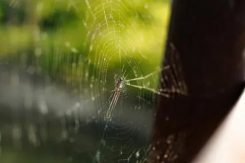 Close-up of spider web on window with blurred green background Stock Photos