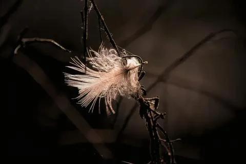 Close-up of a spider with white web on dark background Stock Photos