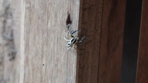 Close Up of Spider on Wooden Surface Stock Footage 312779492