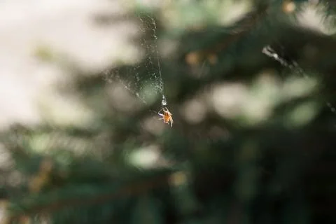 A close-up spider on a woven web on tree in the city is waiting for its prey Foto stock