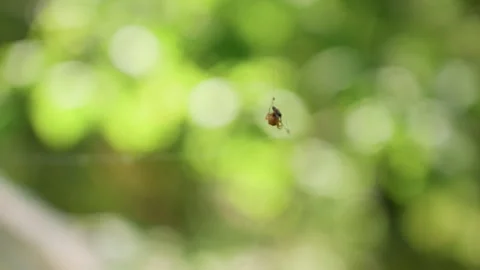 Close Up Of Spider Wrapping Insect On Web With Soft Green Background Stock Footage 321591767