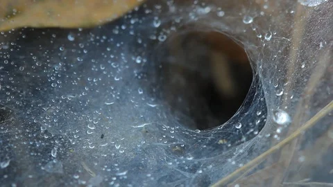 Close-up spider's nest Stock Footage 97376622
