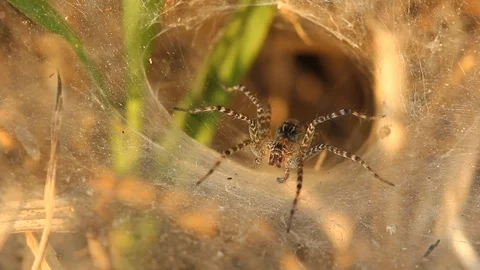 Close-up spider's nest Stock Footage 97376708