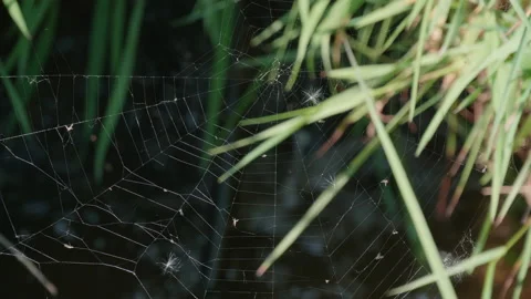 Close up of spiders web between plants over a small stream. 4K locked tripod Stock Footage 149936161