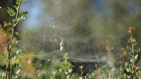 Close-up. Spider's Web In Green Bushes In The Park. slow motions. 4K Stock Footage 287587288