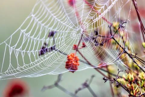 A close-up on a spider's web on top of beautiful flowers Stock Photos