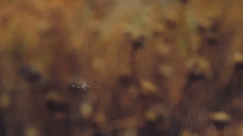 Close up on spiderweb in grasslands waving in wind Stock Footage 64850824