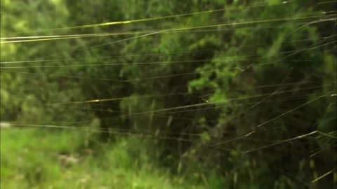Close Up of Spiderweb Matrix Against Dense Forest Greenery, 4K Video Stock Footage 340177616