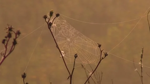 Close up of spiderweb on a plant Stock Footage 83098501