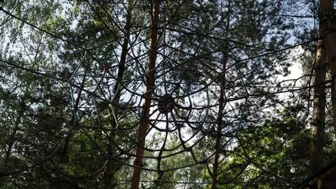 Close-Up of Spiderweb-Like Rope Structure Between Two Trees Fotos Stock