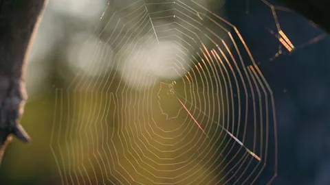 Close Up Spiderweb With Spider, Colorful Sunlight Spectrum Reflections on Stock Footage 345286275