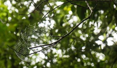 Close up spiderweb with water drops Stock Photos