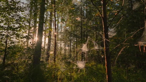 Close Up Spiderwebs with Dew in Forest Illuminated by Warm Golden Sunrise Light Stock Footage 346150378