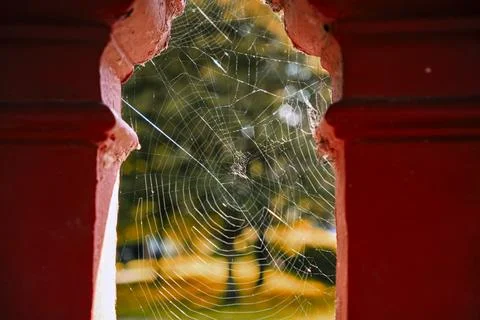 Close up of spiderwebs Stock Photos