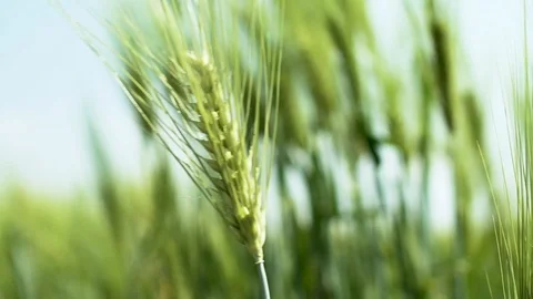 Close up spike barley Stock Footage 108692833