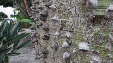 Close up spike tree Stock Footage 231873441