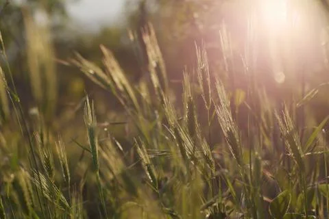 Close-up of spikelets of grass in the sun Stock Photos