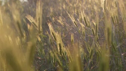 Close-up of spikelets of grass in the sunlight Vídeos de archivo 130478541