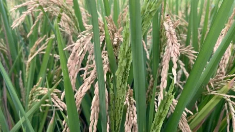 Close-up of spikelets of growing rice. White rice harvest in indonesia.  스톡 동영상 200825481