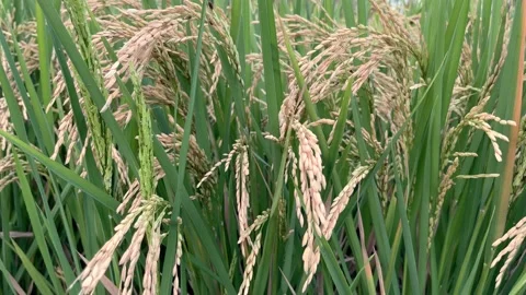 Close-up of spikelets of growing rice. White rice harvest in indonesia.  Video stock 203261125