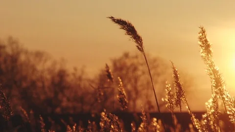 Close-up spikelets of weedy grass on field, golden sunset, wind shakes grass Stock Footage 124415373