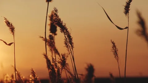Close-up spikelets of weedy grass on field, golden sunset, sunsets over horizon Stock Footage 128803674