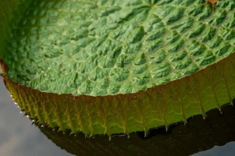 Close-up of the spikes on the edge of the lotus leaf and the leaf texture Stock Photos