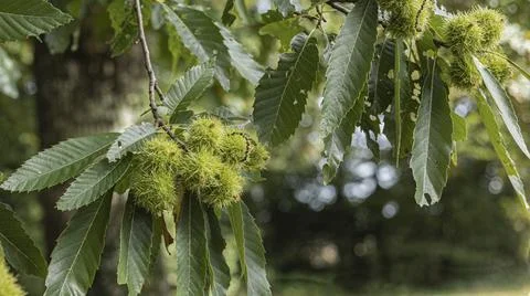 Close up spikey clusters of sweet chestnuts Stock Photos