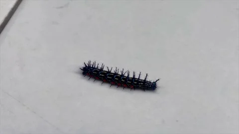 Close up of a spiky black caterpillar crawling slowly on white tiled floor Stock-Footage 334949652